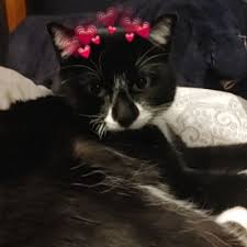 But just because they have short legs doesn't mean they won't. Cat For Adoption Abby A Munchkin Tuxedo Mix In Los Angeles Ca Petfinder