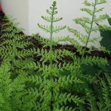 Image result for Asplenium gemmiferum