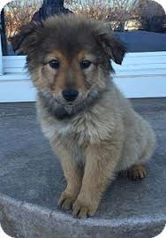 Don't miss what's happening in your neighborhood. Chow Australian Shepherd Mix Dog Petfinder