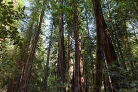 Explore an array of redwood city, ca vacation rentals, including houses, apartment and condo rentals & more bookable online. Redwoods Damaged By South Bay Experiments With Recycled Water Irrigation Kqed