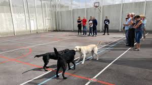 Maybe you would like to learn more about one of these? Des Chiens Guides D Aveugles Donnent Une Lecon De Vie Aux Detenus