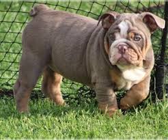 Rare colors 3 yr health guar black blue chocolate lilac pet price staring $3,200 black seal $3,500 $4,000 full chocolate $5,000 for lilac pet. View Ad English Bulldog Puppy For Sale Near Maryland Hagerstown Usa Adn 136692