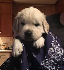 From there you can see photos of their pups, find. Puppies