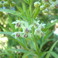 Image result for Gomphocarpus fruticosus