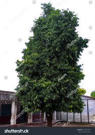 Image result for Monoon