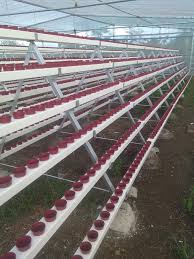 F Silver Aquaponics Hydroponics And Green House Assemble Facebook