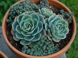 Fresh flower guarantee · same day delivery 44 Types Of Succulents With Pictures Succulent Plants Flower Glossary