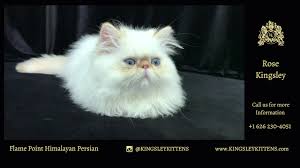Seal, blue, blue cream, flame, cream, tortie, and lynx. Rose Kingsley Flame Point Himalayan Persian Kitten Youtube