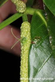 Image result for Trisetopsis elongata