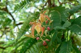 Image result for Tamarindus indica