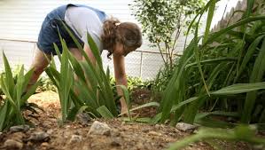 The pcfd runs a wood chipping service for local residents in an effort to reduce wood fuel that presents a fire danger. Master Gardeners How To Mulch With Less Fire Danger