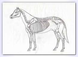 Equine Skeletal Chart