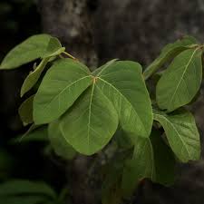 Image result for Rhoicissus revoilii