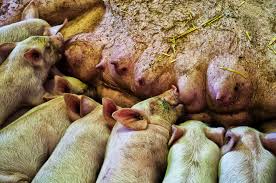 Modern latin mammalia, coined 1758 by linnaeus for the class of mammals, from neuter plural of late latin mammalis (of the breast), from latin mamma (breast), perhaps cognate with mamma (mother). The Eight Main Characteristics Of Mammals