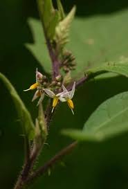 Image result for Solanum anguivi
