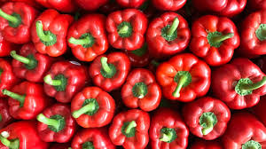 While they're fairly easy to grow, pepper plant care in these early stages is critical. This Washington Farmer Wants You To Know Why Your Organic Red Peppers Are So Expensive
