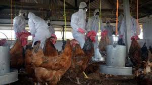 Bird flu symptoms in people can vary. Bird Flu Confirmed In Seven States Authorities Jump To Action The Weather Channel Articles From The Weather Channel Weather Com