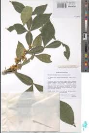 Image result for Citropsis