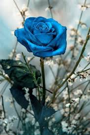 صور ورد للمرتبطين وباقات زهور متنوعة وخلفيات ورود مذهلة موقع مصري Rainbow Roses Blue Roses Beautiful Roses