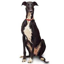 The winter storm that recently shook texas may be an aberration for the lone star state's typically mild wi. Greyhound Pet Insurance Compare Plans Prices