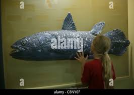 Image result for Coelachyrum