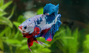 Image result for betta fish