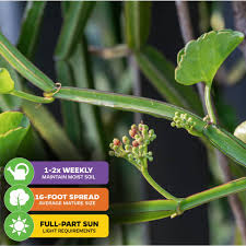 Image result for Cissus quadrangularis