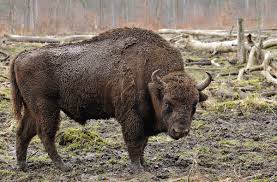 Pour tous poulains et pouliches de 4 ans, mis à réclamer au minimum pour 9.000, avec prix de réclamation supérieurs de 2.000 en 2.000. Bison D Europe Wikipedia