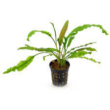 Balansae is from the limestone mountains of southern thailand, where the water can be very hard. Cryptocoryne Crispatula Var Balansae Topf Aquasabi Aquaristik Shop