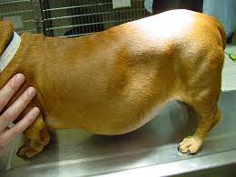 Datei Cushings Dachshund Jpg Wikipedia