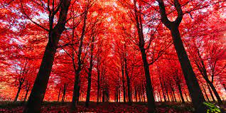 We have an extensive by adding your images (including your photos from a camera) or download beautiful pictures from the internet. 10 Beautiful Fall Quotes Best Sayings About Autumn