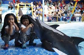Gambar kartun ikan paus hitam putih. Gambar Ikan Lumba Lumba Moncong Panjang Kartun Dan Animasi