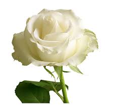 Tips menanam bunga mawar dan cara perawatan penjaga rumah. Free Download White Roses Png Cleanpng Kisspng