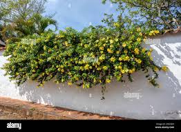 Image result for Allamanda schottii