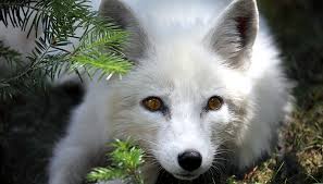 Unlike some other mammals that live in cold climates the most striking arctic fox adaptation is the way its coat changes colour depending on the season. Arctic Fox San Diego Zoo Kids