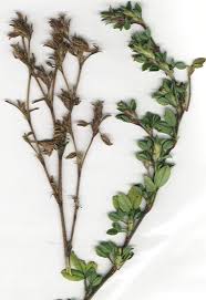 Image result for Stylosanthes