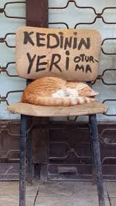 Ulkece Kedilerle Ne Kadar Icli Disli Oldugumuzu Kanitlayan 16 Fotograf Kedi Kediler Ve Yavrulari Sevimli Kediler