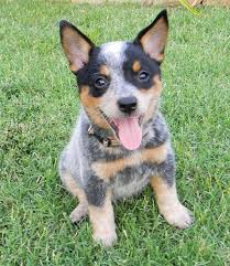 Black Australian Cattle Dog Blue Heeler Pin On Cow Dogs