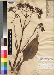 Image result for Kalanchoe brachyloba