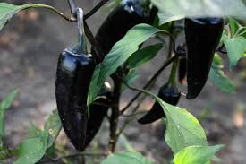 Check spelling or type a new query. Black Hungarian Pepper Dark Beauty Pepperscale