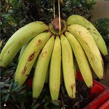 Di malaysia, pisang tanduk dijadikan kerepek sebagai perniagaan komersial dan ia juga disenarai di dalam ladang kontrak oleh fama sebagai komoditi. 10 Jenis Pisang Indonesia Dan Cara Konsumsinya Popmama Com