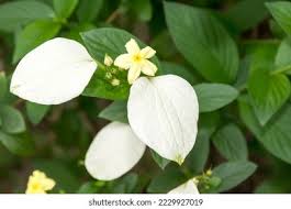 Image result for Pseudomussaenda stenocarpa