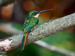 Image result for Richardsiella eruciformis