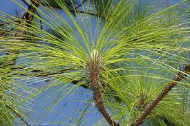 Many types of palm trees will grow in texas, however, in the coldest zones, 6 and 7, the best cold hardy palm trees to plant are the windmill palm tree, pindo palm tree and the needle palm trees. Arkansas State Symbols Pine Tree Only In Arkansas