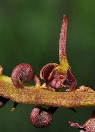 Image result for Bulbophyllum sandersonii