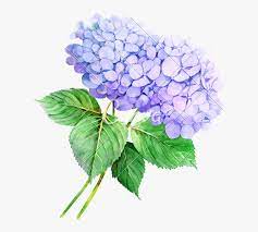 Hydrangea Watercolor Flowers Purple Hydrangea Hd Png Download Kindpng