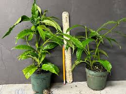 Image result for Alvesia clerodendroides