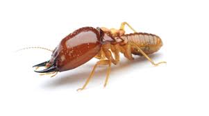 متى يتكاثر النمل الأبيض وكم من الوقت يستمر؟ كل ما يجب أن تعرفه