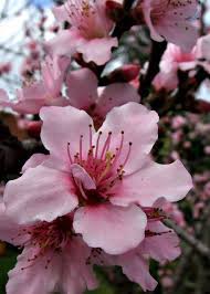Almond and apricot trees have white blossoms. Flowering Plum Tree Free Stock Photos Rgbstock Free Stock Images Tacluda August 29 2010 74