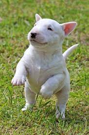 Check spelling or type a new query. 18 Reasons You Should Never Adopt A Bull Terrier